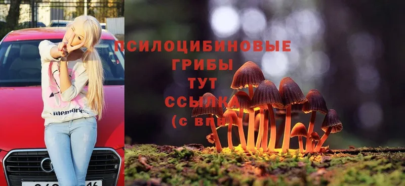 Псилоцибиновые грибы Magic Shrooms  Волгореченск 